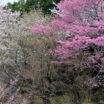 素晴らしい所なのに誰もいない…