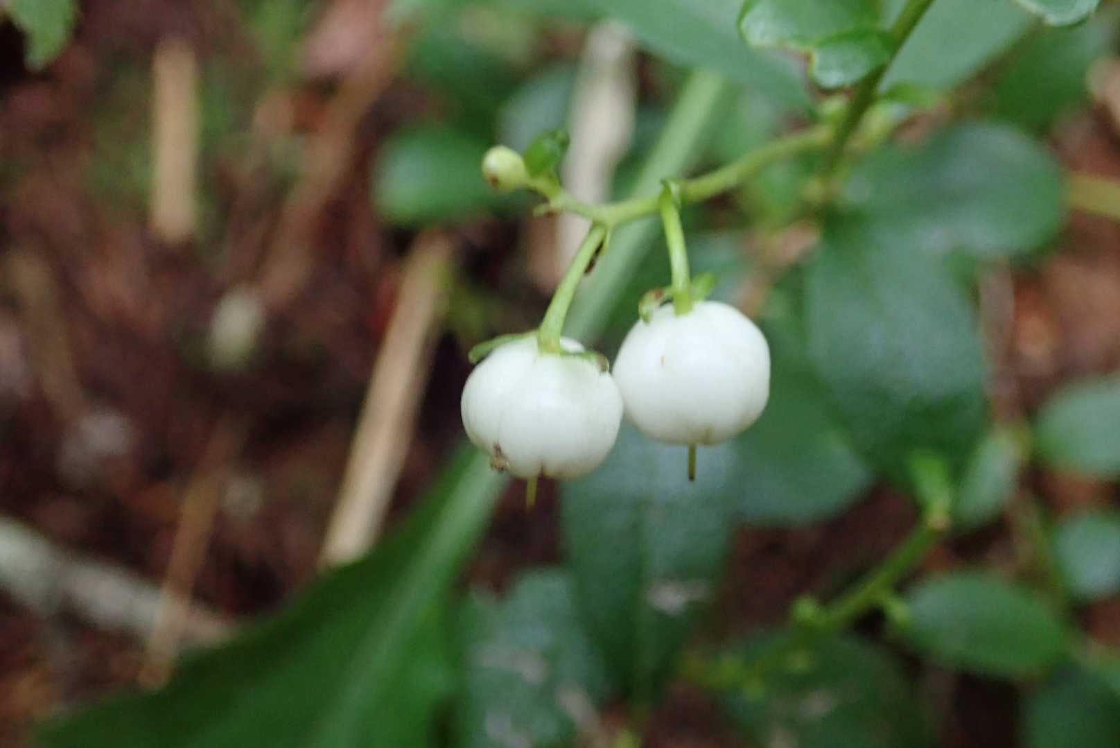 シラタマノキ　白玉の木　お花は少ないですね。
