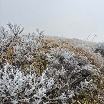 いや、霧氷は綺麗なんやけど、この山見た通りズルズルやな。下りやばそーやな。チェンスパ留守番ぞ