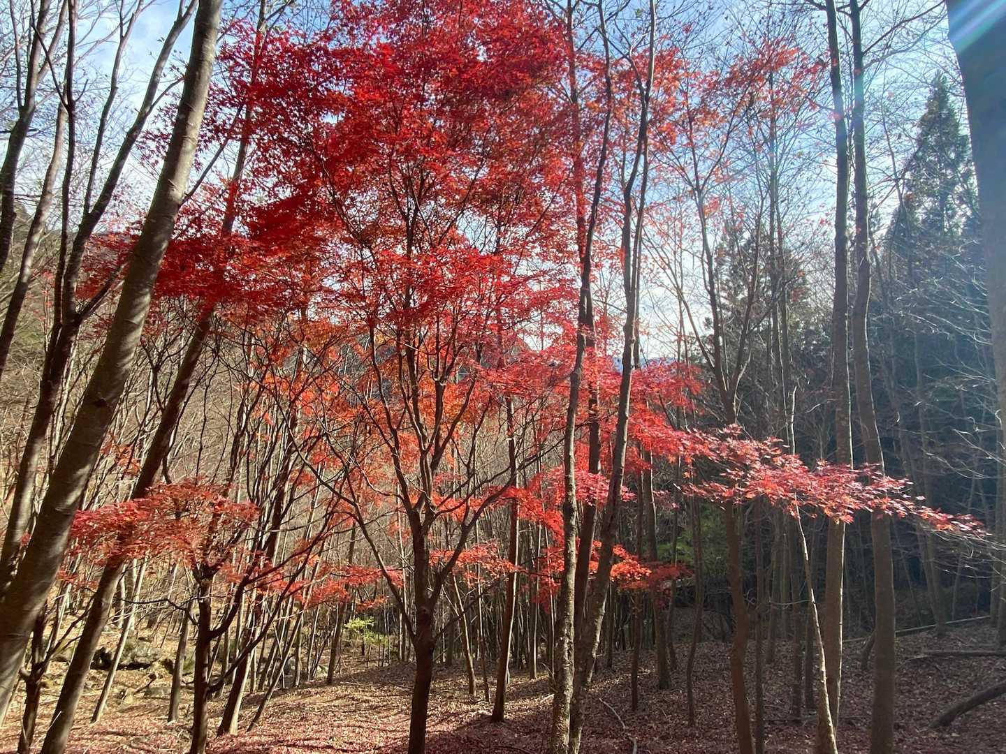 下まで下ると綺麗に残っている紅葉が美しい