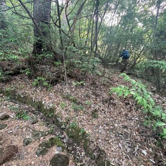 🧐少し進むと…ルートを👉右横道へそれて🌳