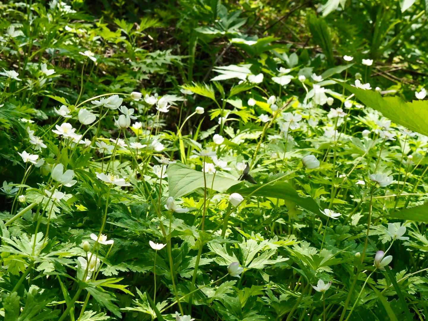 登山口付近が一番の群生...ニリンソウ（二輪草）😊