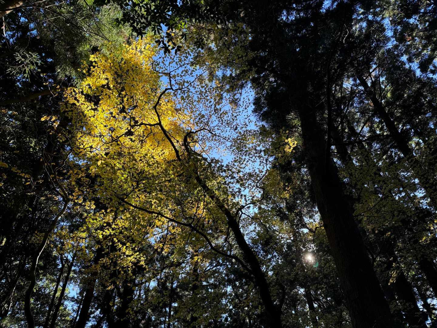紅葉は所々、黄色くなってるくらい

でもこのあたりの道は木が豊かなせいか、空気や雰囲気がすごく良くて、気持ちいい！
たくさん深呼吸してきました！