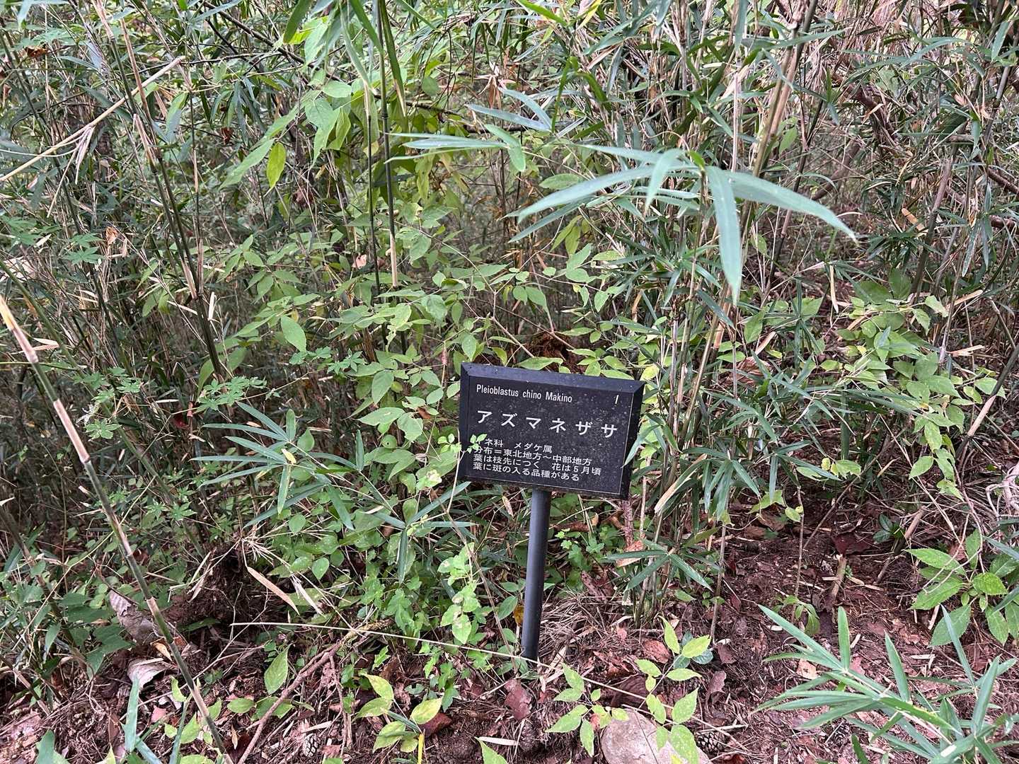 アズマネザサ 標識
この登山口の左右にある笹はアズマネザサとのこと💚
はじめて聞く名前です。小さめの笹です。