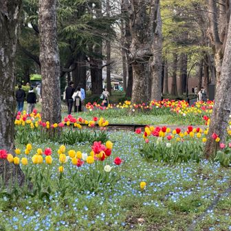 日比谷公園も賑わってたー
ネモフィラとチューリップ
春ですねー