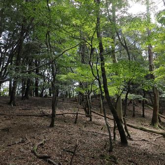 休み休み登り、ようやく山頂直下でなだらかになる。
もう少し！