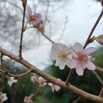ひっそりと10月桜