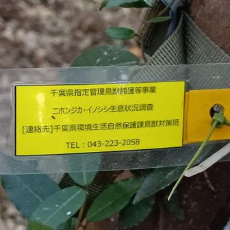 イノシシ、シカなどの生息数を調べているようです。