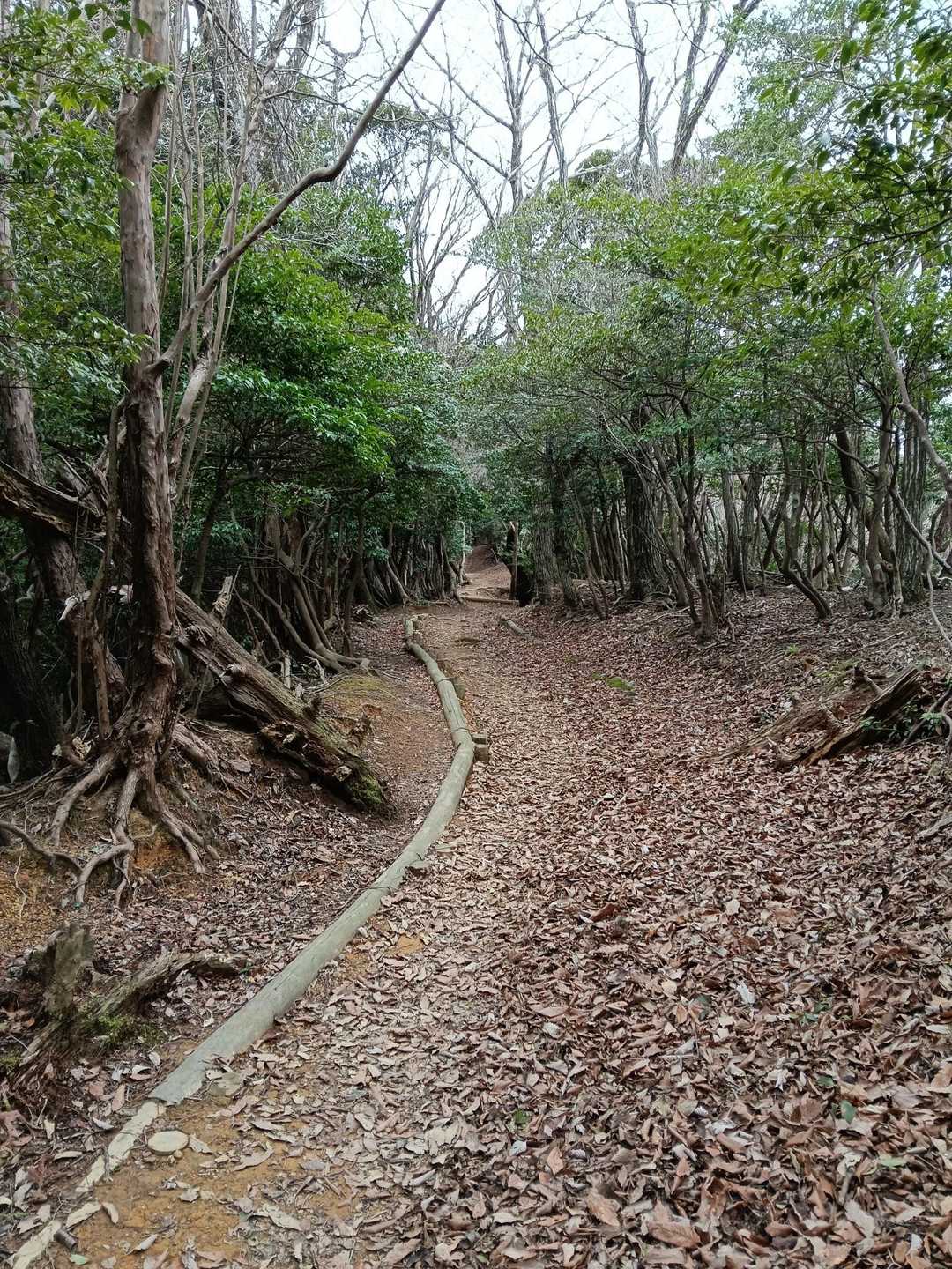 旅伏山登山口-旅伏峰 往復コースの写真