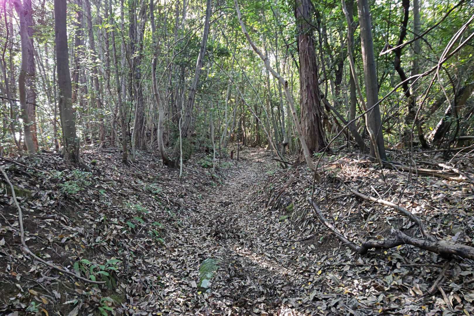 登山道は広くて歩きやすいです🚶