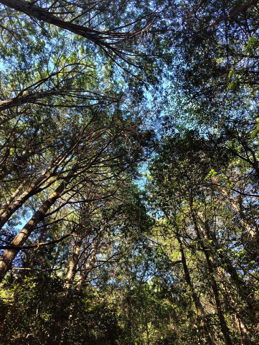 しんどくなると、空を見上げます
そうすると、前に一歩踏み出せるから、不思議です🌞🌳💪