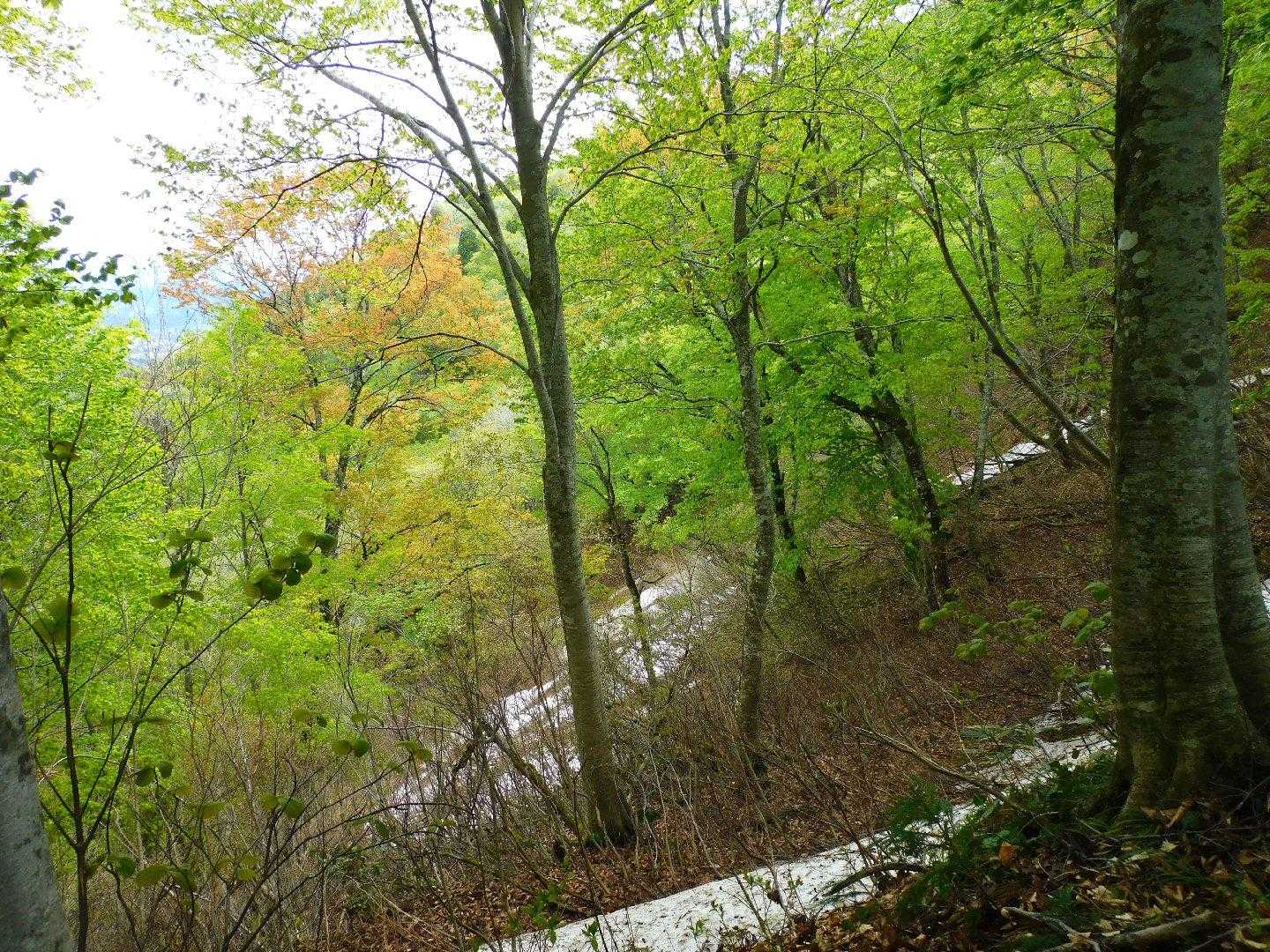 鳥居の沢登山口-八塩山 周回コースの写真