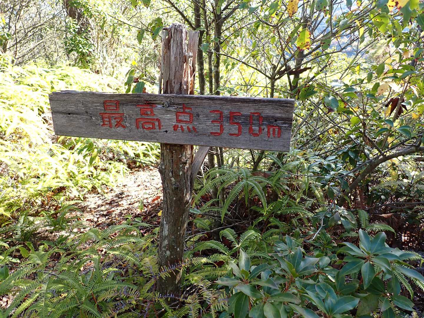 城跡に相応しい長い尾根が続くがこのポイントが最高点350ｍ