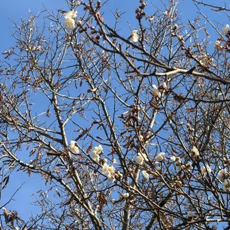 梅の花が咲き始めたよ