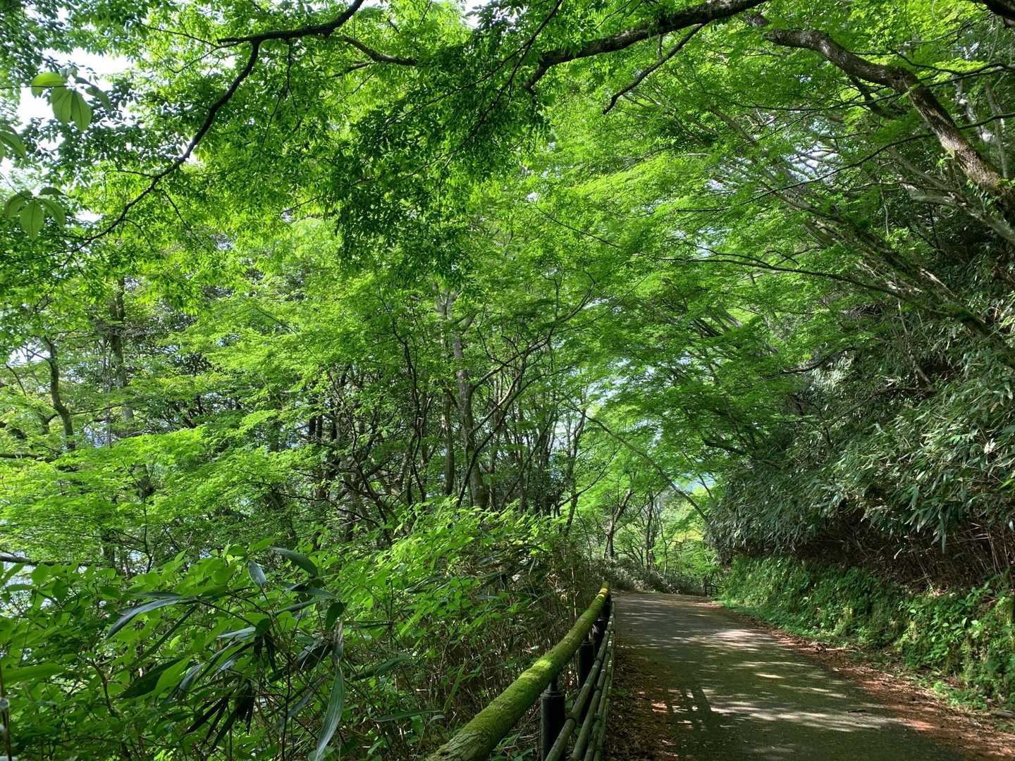 芦ノ湖湖畔の帰り道^_^