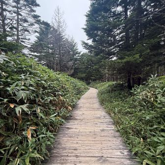 綺麗な木道、歩いていて気持ち良い✨️