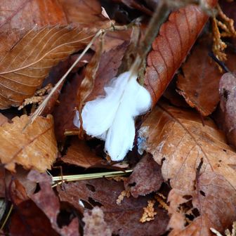 そんなに大きく育ってないけど嬉しい☺️