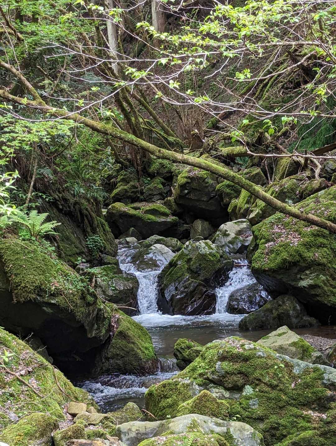 柳谷峠-魚谷山-魚谷峠 縦走コースの写真