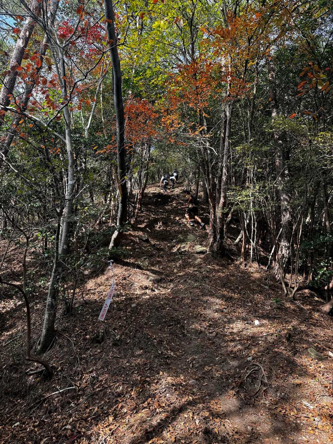 山に入るよ⛰️
登りは早歩き、時々歩き🚶😆