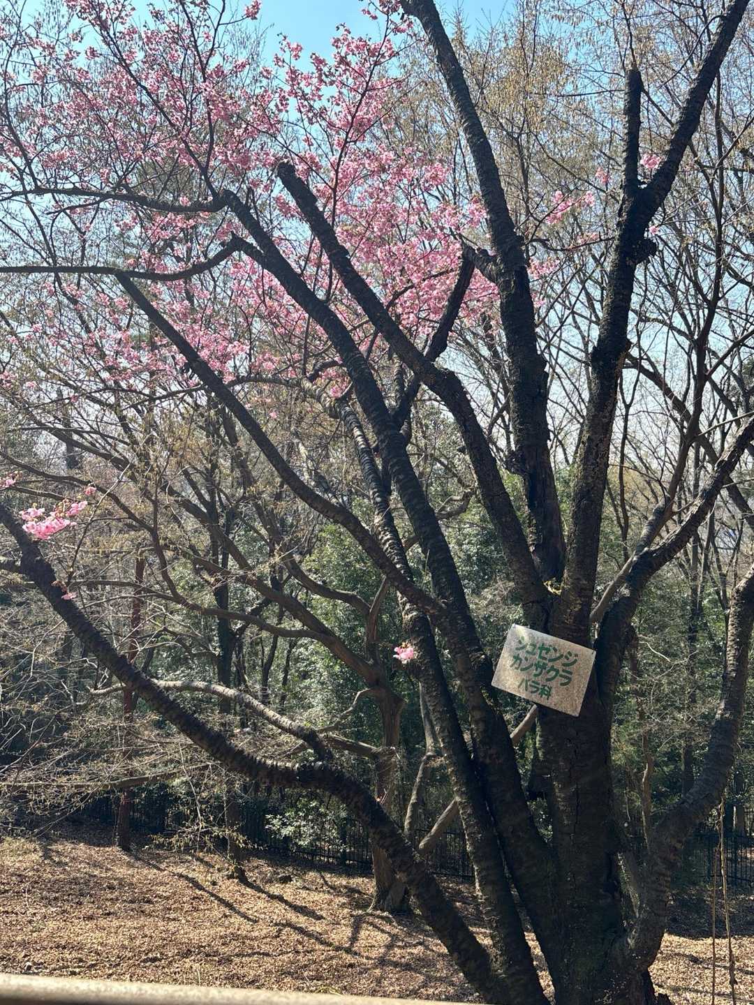 これも見たかった🌸