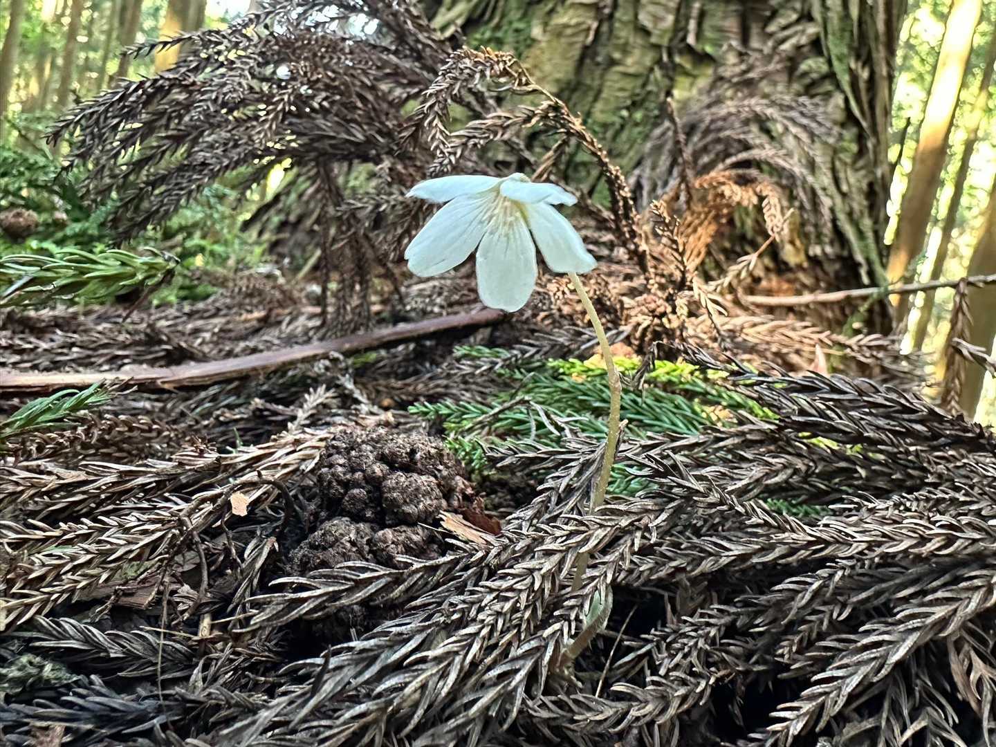 酢漿草