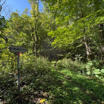 登山口の看板🪧もあるので迷いません。
ちょっと鬱蒼感がありましたが、登り始めると全然大丈夫🙆
キレイに整備された道でした。