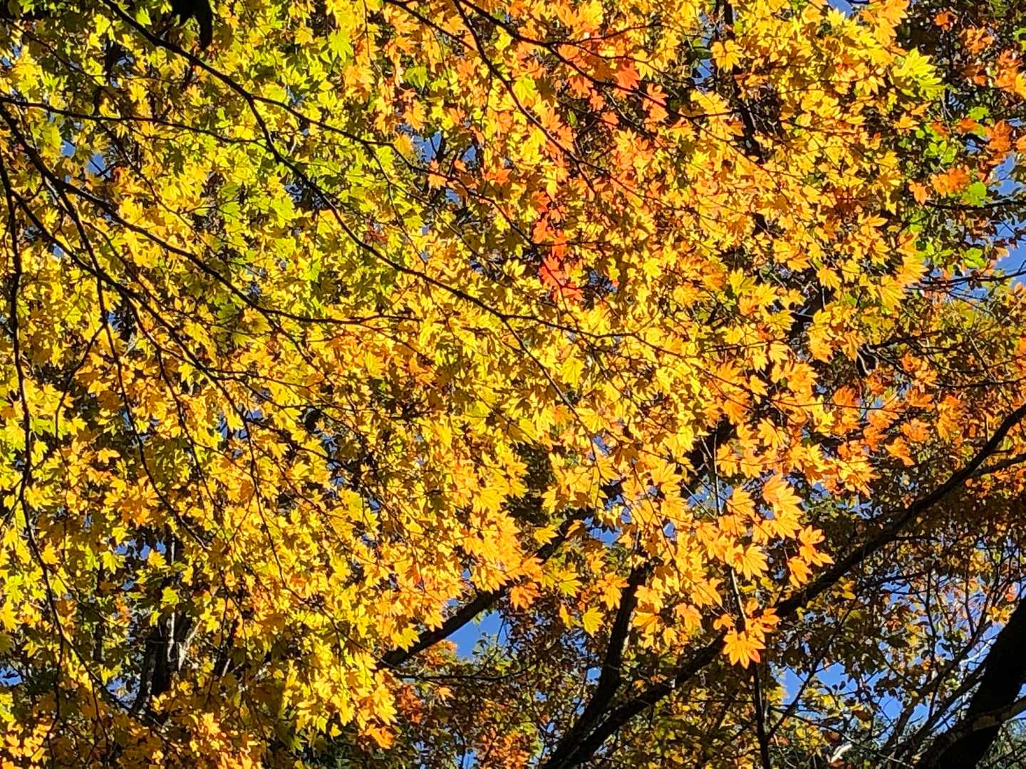 🍁眩しい！