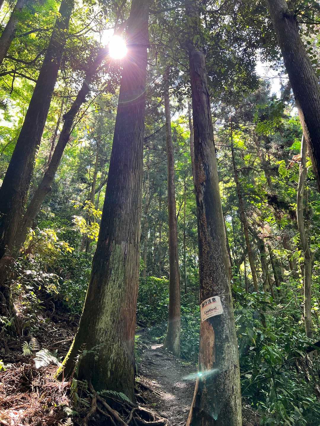 高尾山口駅-草戸峠-草戸山 往復コースの写真