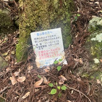 ハンターに襲われないよう目立つ姿でお願いします。間違っても鹿🦌の帽子はやめましょう❗️