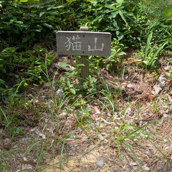 春は、迷い行けずの猫山