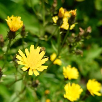 キク科の「ミヤマコウゾリナ（深山顔剃菜）」のようです
