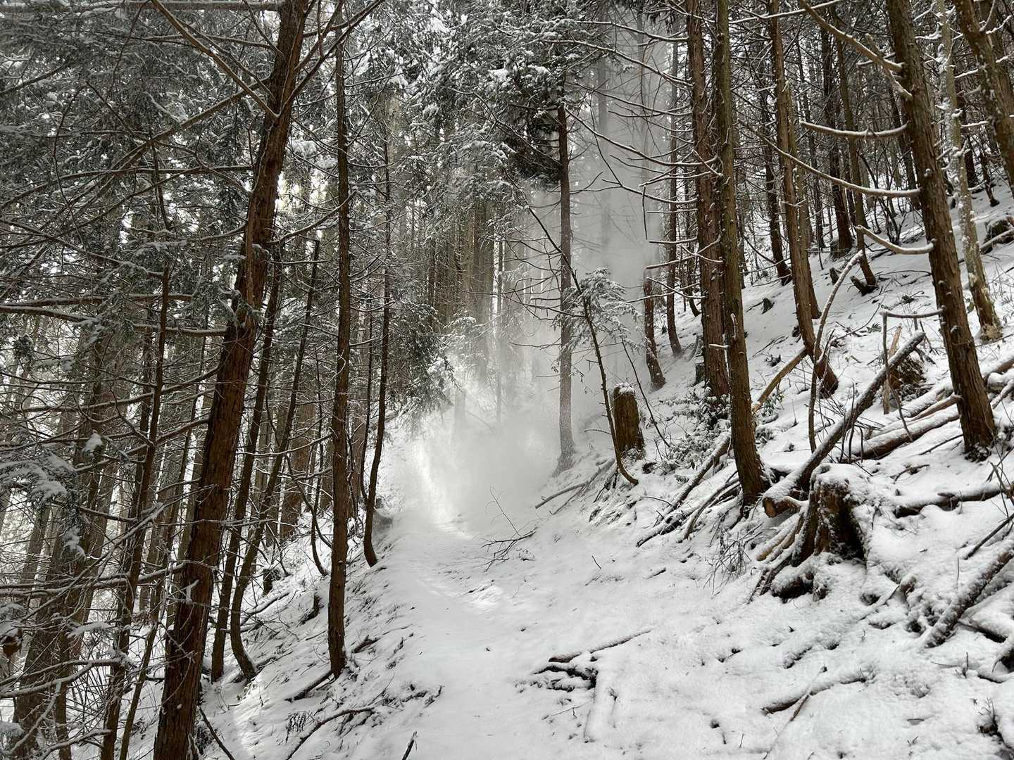 カケスがギャーギャー鳴きながら雪を落としてくる