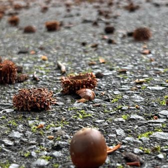 どんぐり山へ向かう道には、どんぐりがいっぱい落ちてる🌰