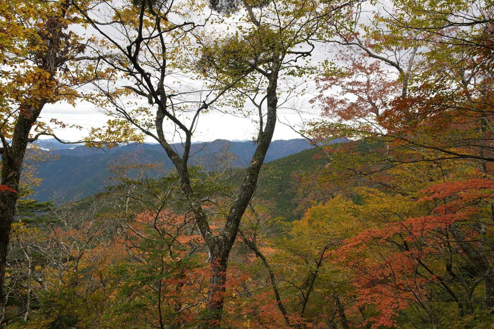 三森-麻布山-戸中山-前黒法師山 往復コースの写真