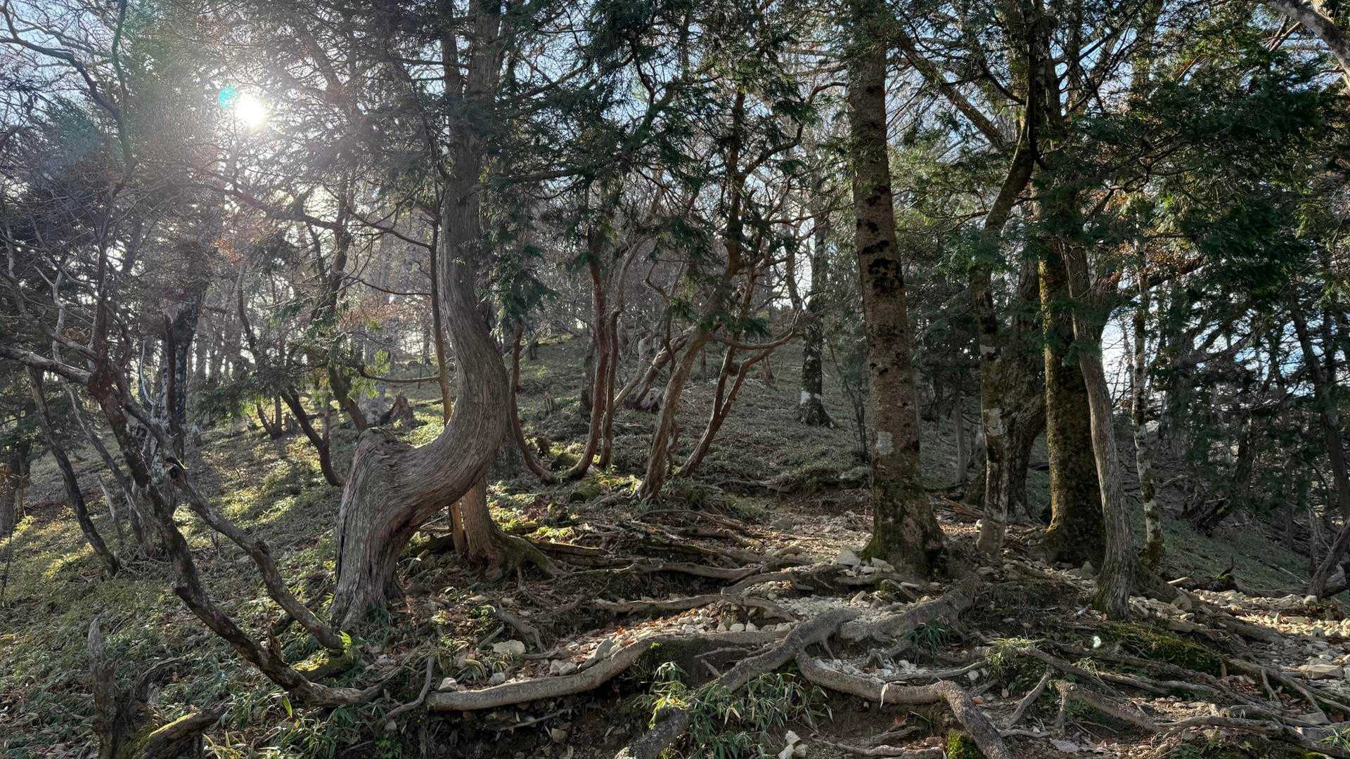 久しぶりに軽いザックでのんびりと平和な登山道を歩いた