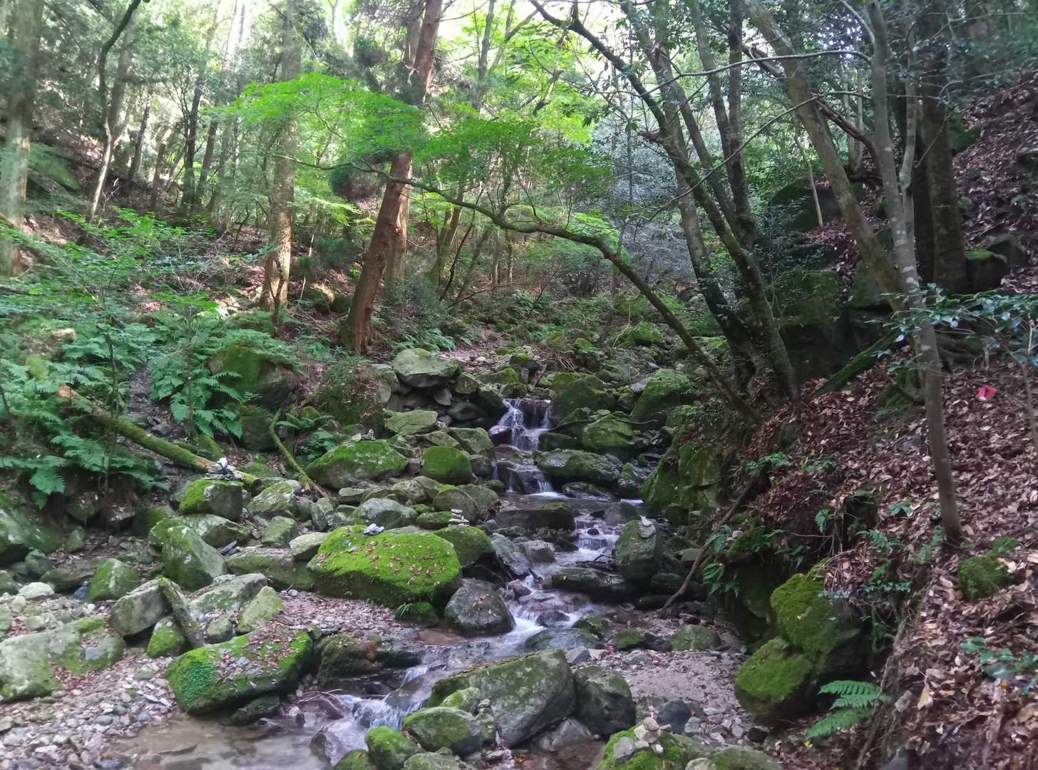 矢筈峠-脊振山-唐人の舞-椎原峠-椎原峠登山口 周回コースの写真