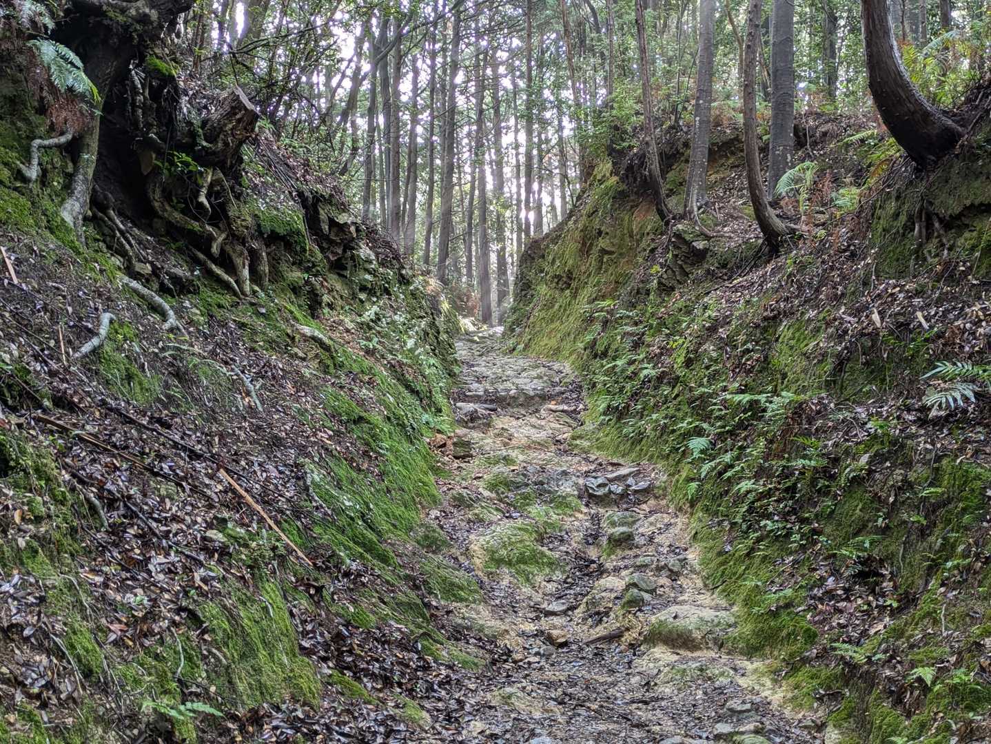 朝熊岳道-朝熊岳 往復コースの写真