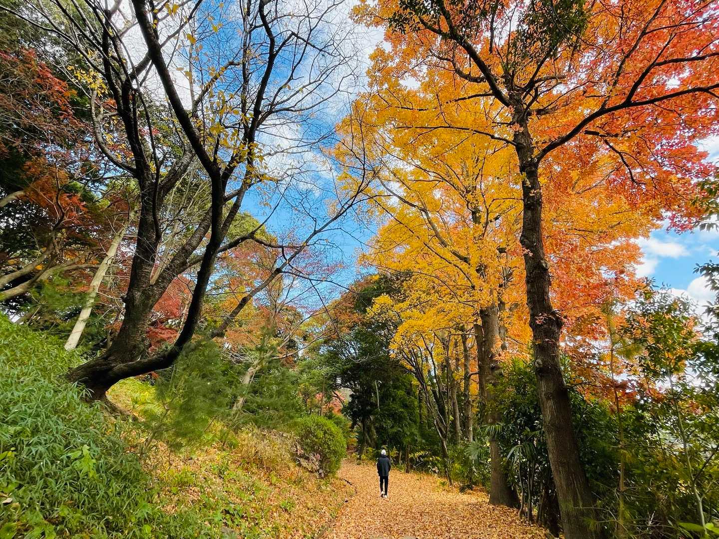 須磨浦公園駅前バス停-旗振山-鉄拐山-高倉山-高倉台登山口 縦走コースの写真