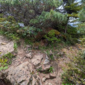 鳥小屋尾根への分岐。熟達者向きのルート。