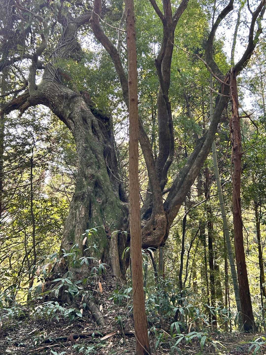 吉田交流センター前バス停-横手登山口-高盛山-独松山-別所 周回コースの写真