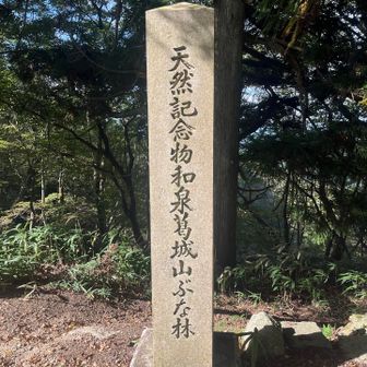 杉が多かった印象ですが、ブナも自生しているようでたくさん看板もありました
