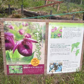 アツモリ草展始まる