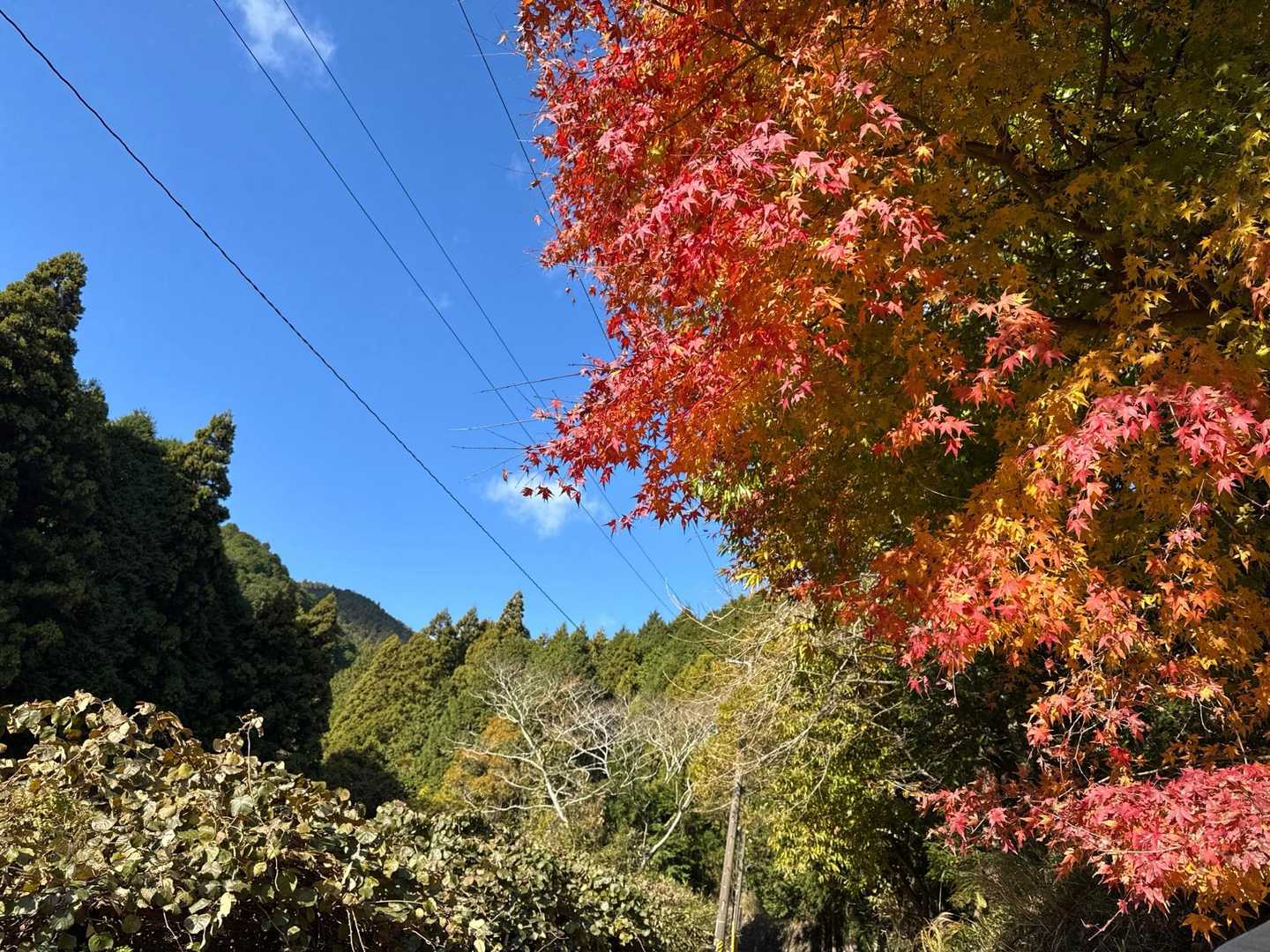 紅葉🍁だー✨