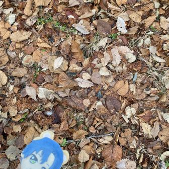 おちばじゅうたん