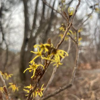 マンサク
山頂までたくさん咲いてる