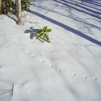 カワイイどなた..🐀🐿️🐦？