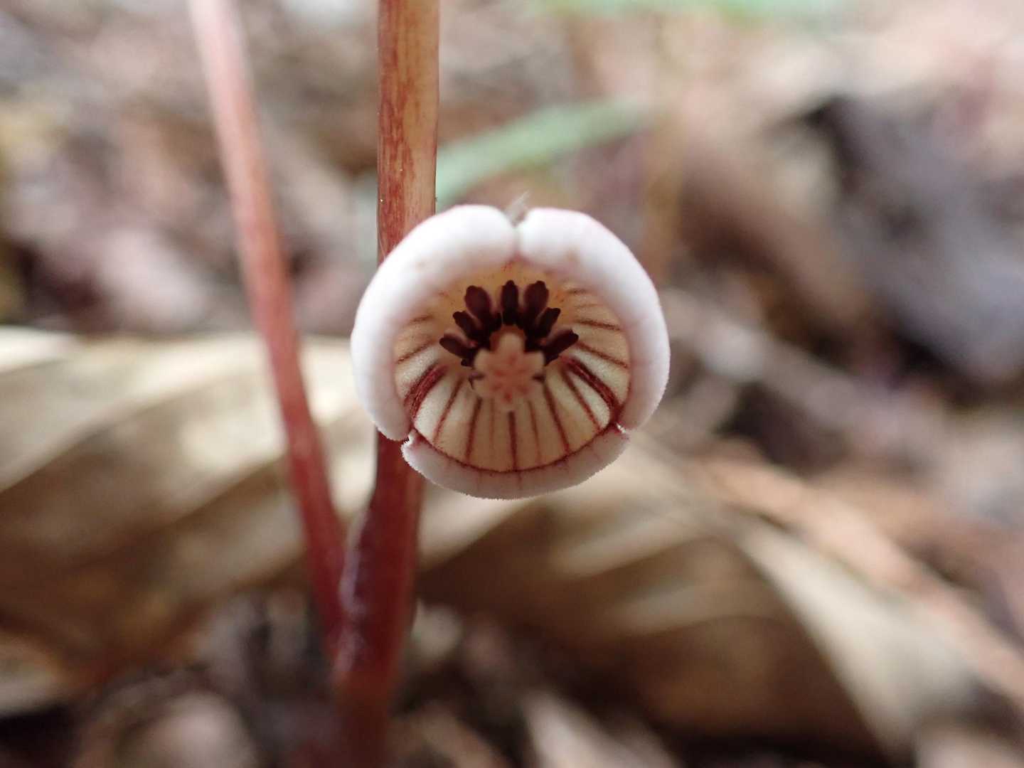 フタバアオイ　可愛い花です。上部までありますが、上部のものはまだ花が咲いていません。