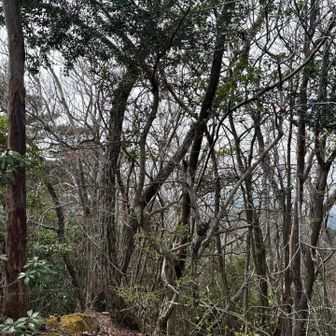 そして、YAMAPではここが山頂
以前は見晴らし良かったのかも⁉️