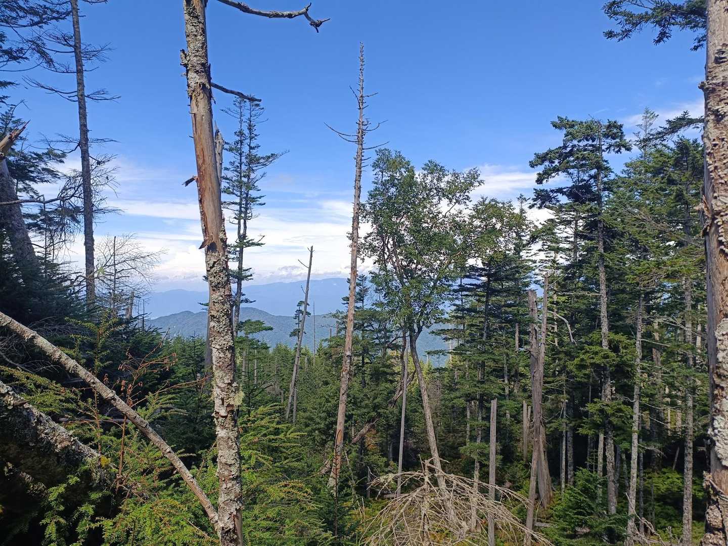 しらびそ峠-前尾高山-尾高山-奥尾高山-岩本山 往復コースの写真