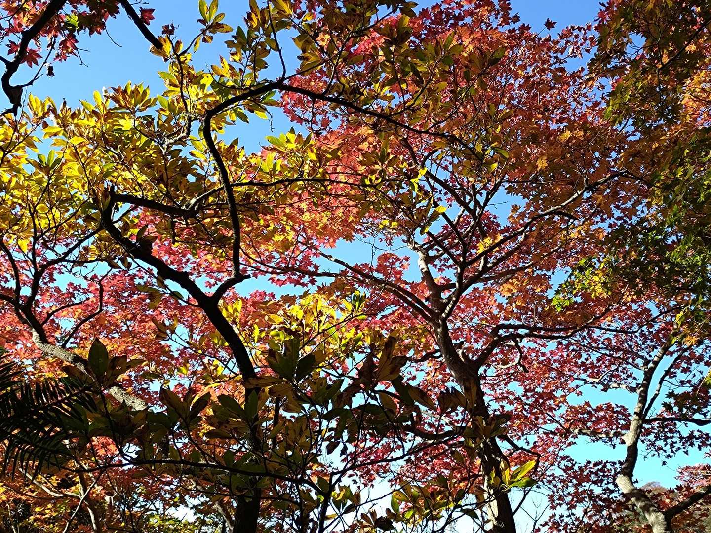 🍂